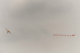 237 Dave McDonald Cub Banner d