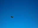 Electric Fly 011