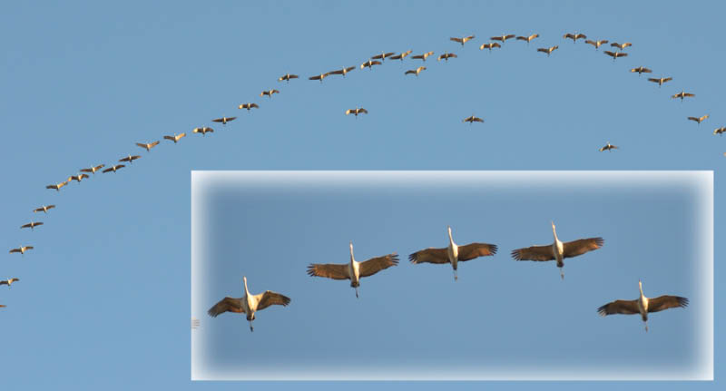 11_11_23_cranes