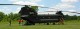 Chinook
